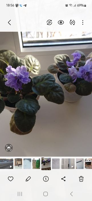 Фиалка в горшочках