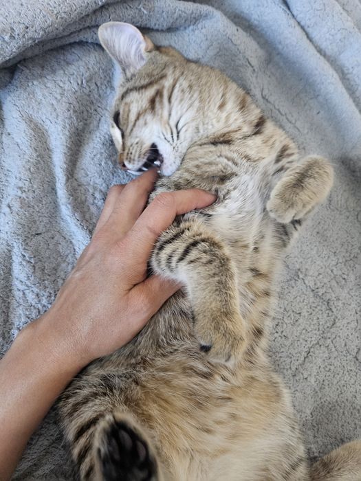 Срочно ищем добрые руки  бесплатно
