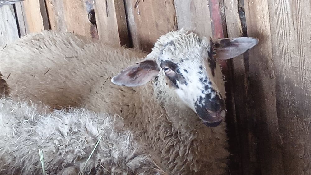 Продам на племя кошкара