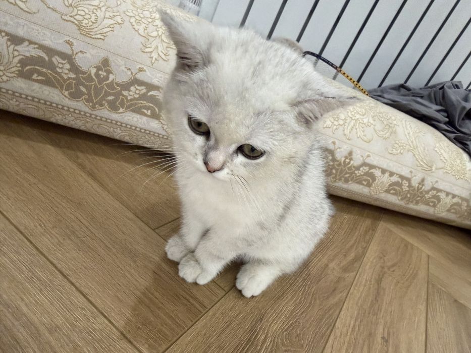 Британская шиншила