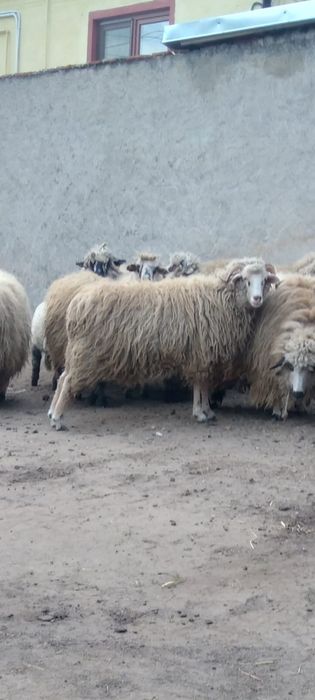 Vând 20 de oi noantine