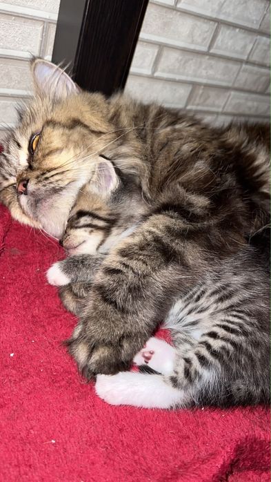 Британский котёнок