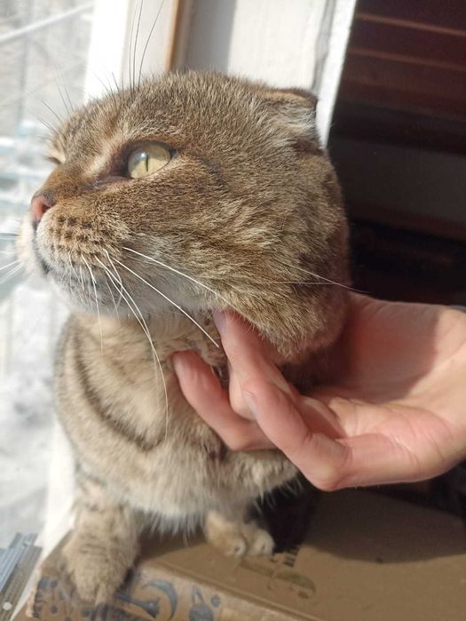 В добрые руки шотландского вислоухого.