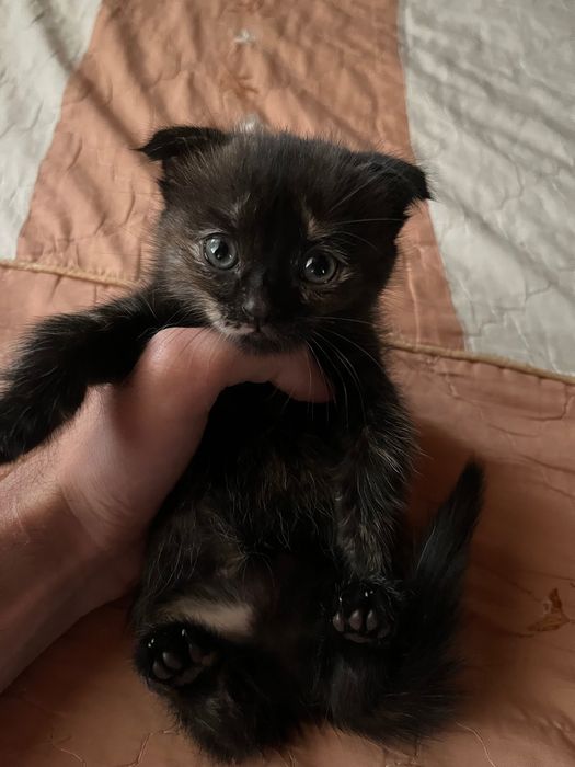 Вислоухие котята скоттиш фолд