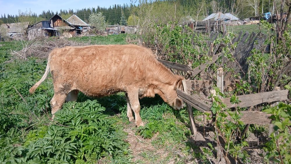 Смородина чёрная,  саженцы