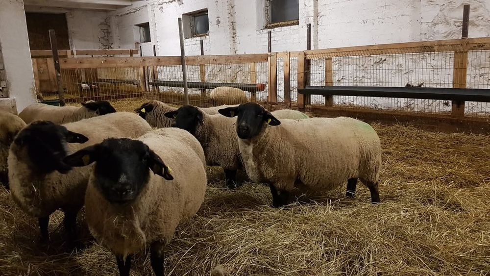 Oi suffolk cu pedigree oferta !