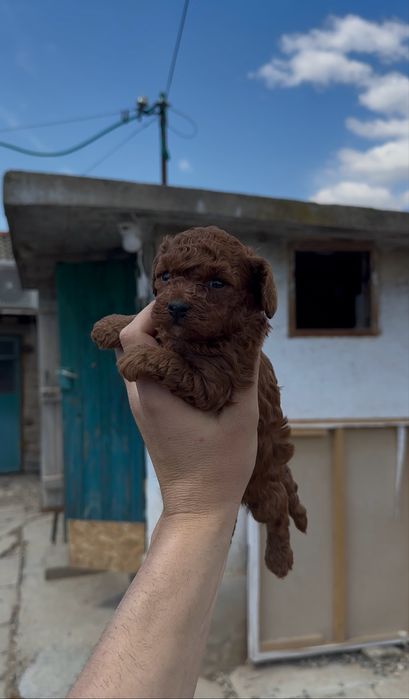 Poodle Toy/Пудел Той