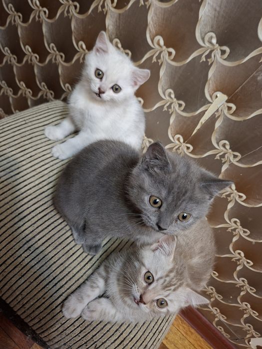 Котята шотландцы