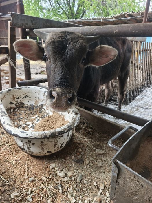 Бычки породы Алатау