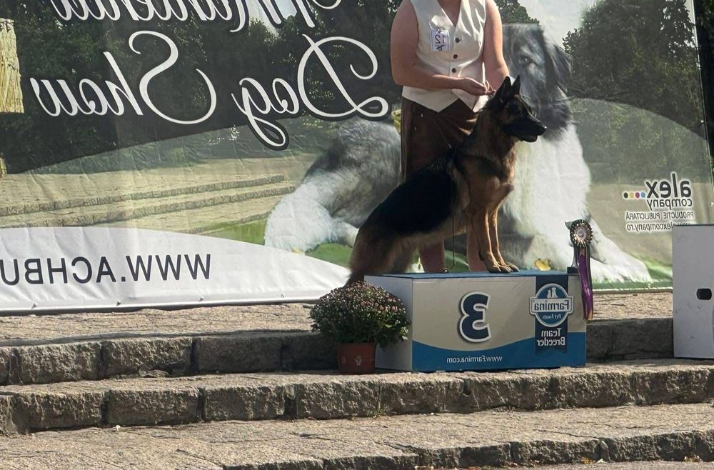 Femela ciobănesc german campioană cu pedigree linie de show testată