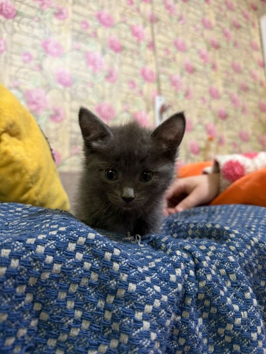 котенка отдаю даром