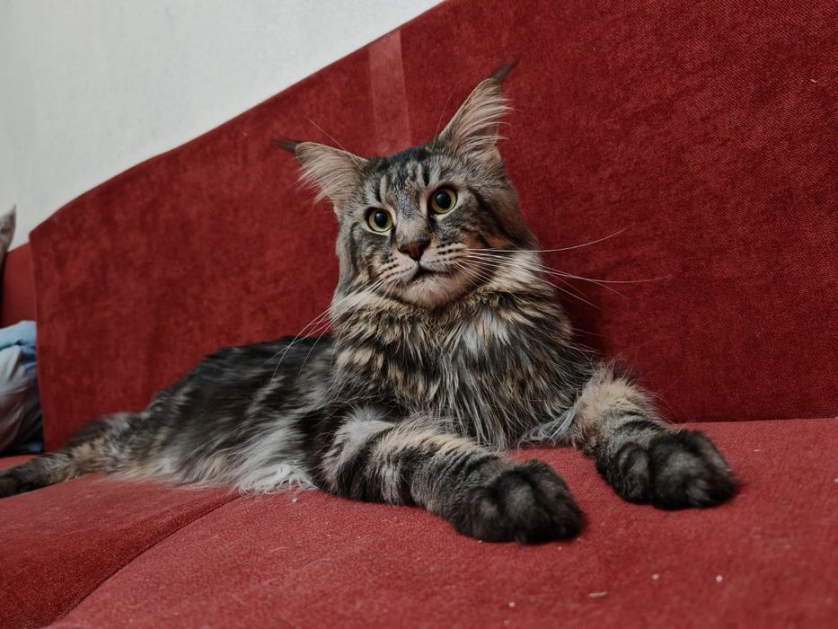 В продаже Котята Мейн-кун