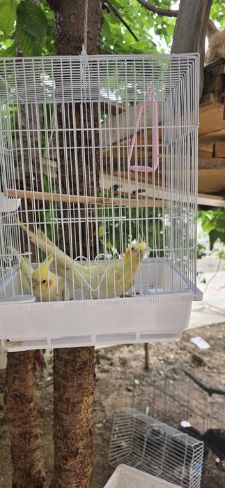 Korella sotiladi