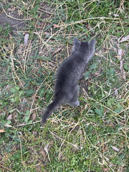 Котенок ищет дом!