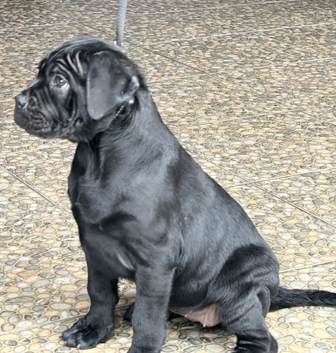 Pui  Cane Corso , femela nascut in noi.2025