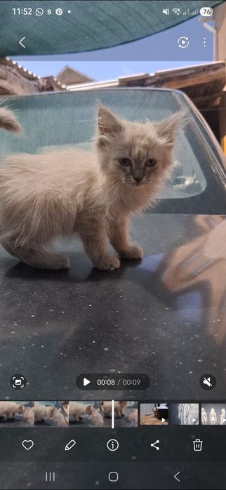 Продам котенка девочка