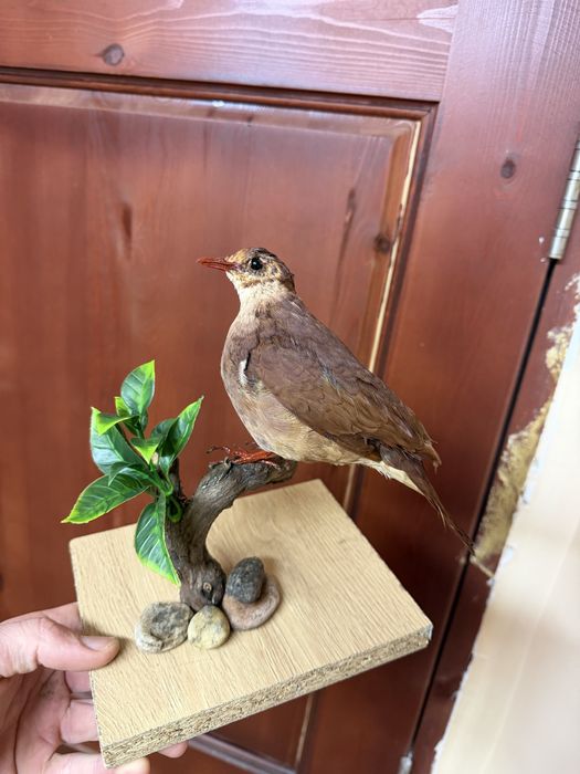 Препарирани птици