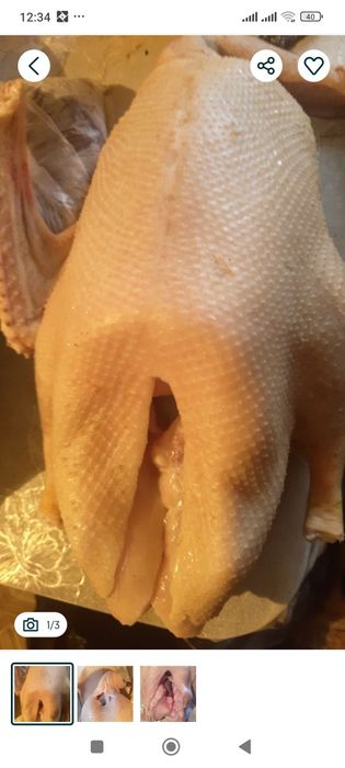 Домашние гуси ПРОДАМ