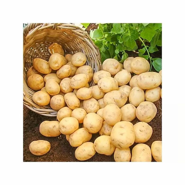 Cartofi sămânță Prada