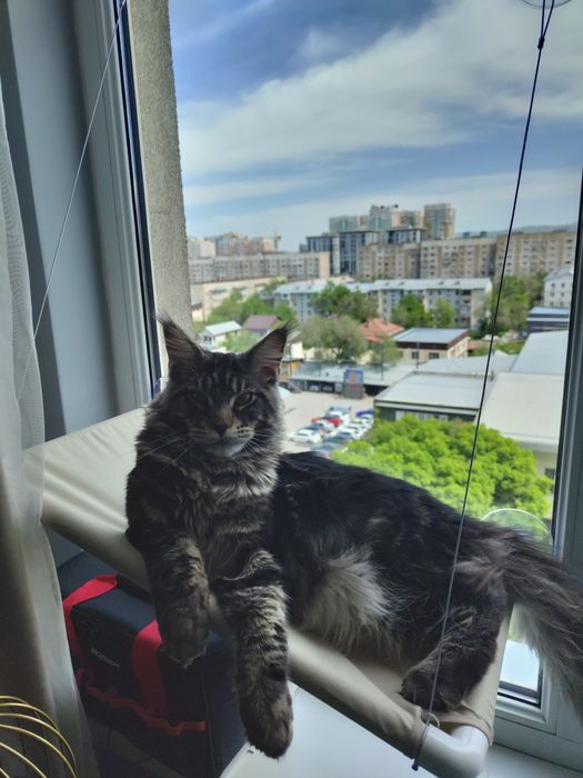 Кот на вязку Мэйн Кун