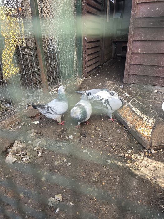 Porumbei standard de vanzare