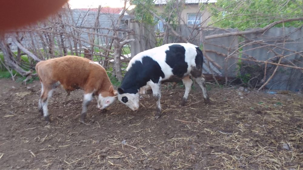 Продам бычка …..