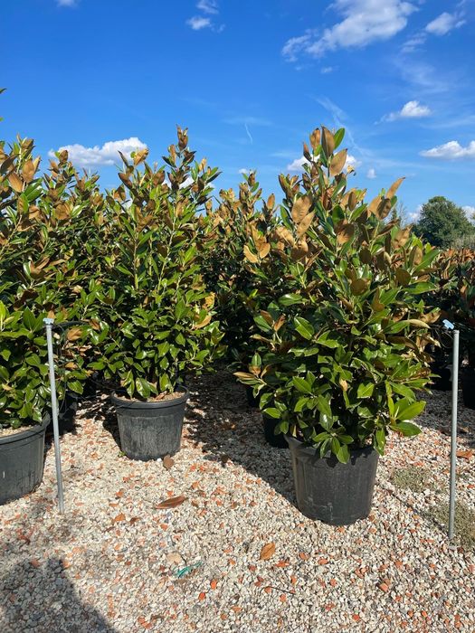 Magnolia grandiflora avem mai multe dimensiuni