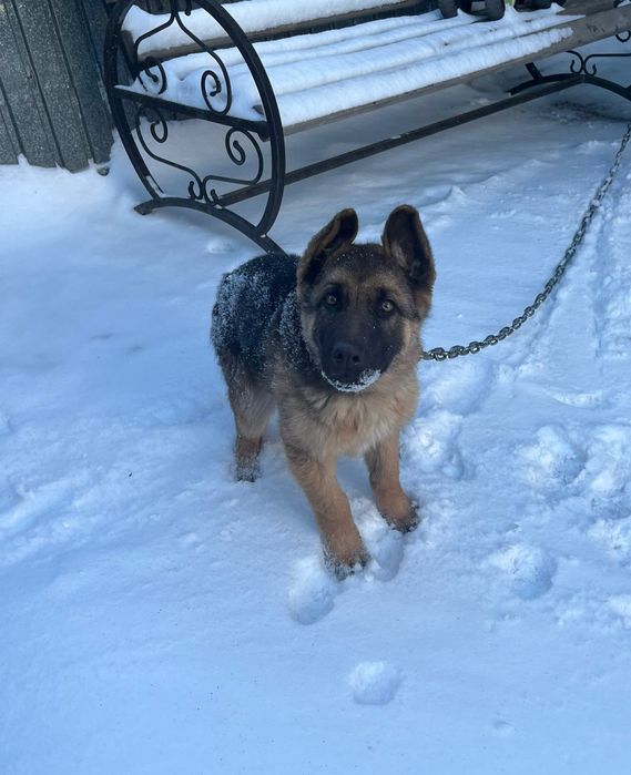 Овчарка 5 месяцев