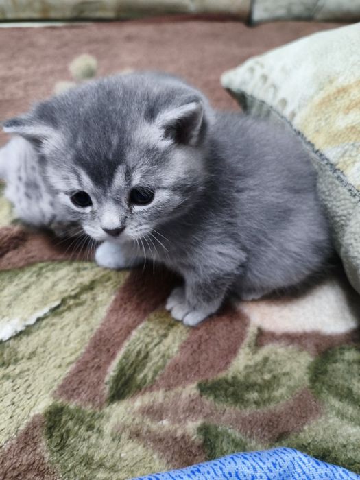 Шотландские котята