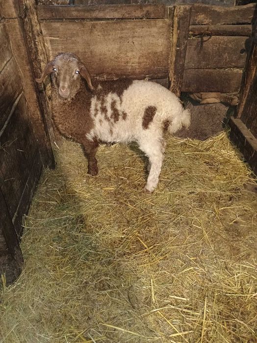 Агне женско порода Аваси