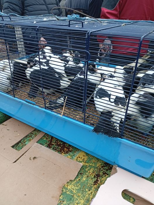 Vând porumbei jucători pe negru 40 buc