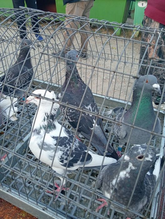 De Vânzare Porumbei Cu Moț