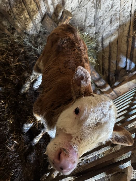 Продам телочку 2 мес