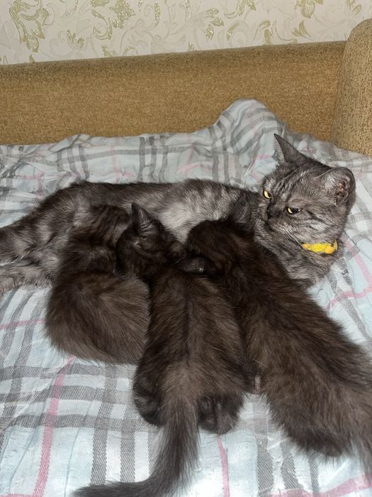 Продам британских котят