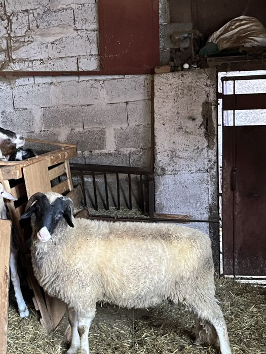 Овен два броя едногодишни