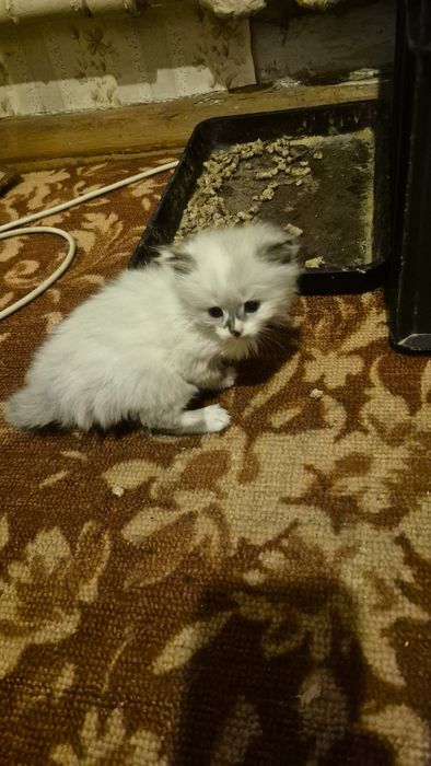 Отдам котенка, девочка.