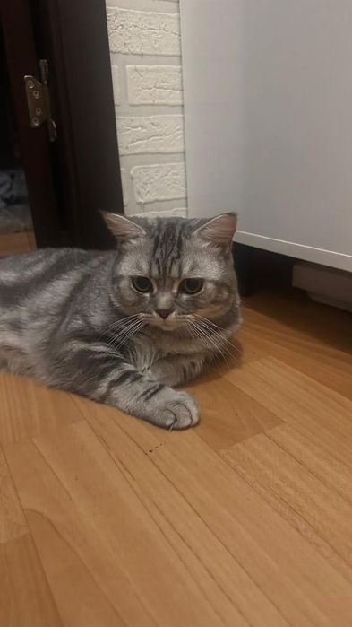 Продается Британский кот