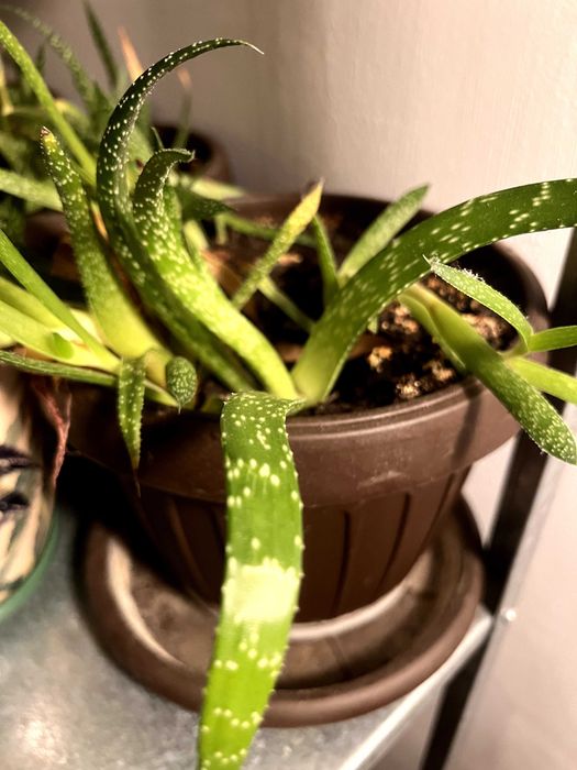 Plante aloe vera de vânzare
