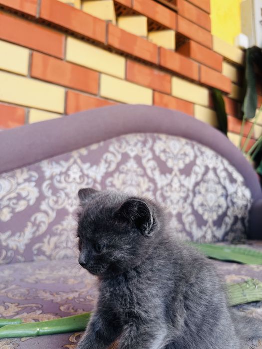 Котенок породистый девочка