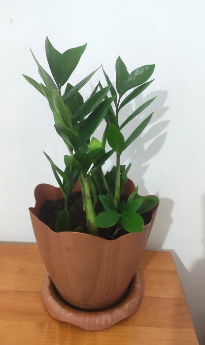 Цветок долларовый  комнатный