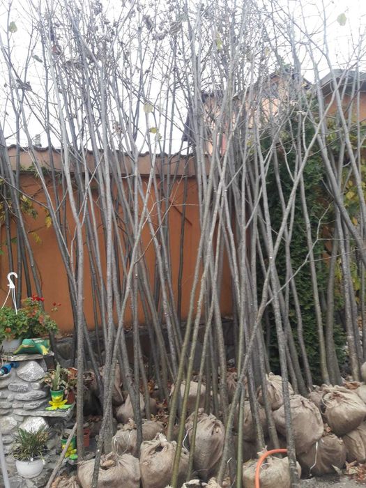 Vând mesteacăn alb avem de la      
  3-5m