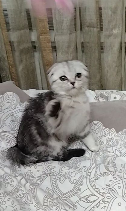 Скоттиш фолд. Девочка.