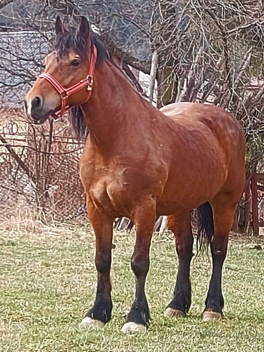 Vând iapă blândă