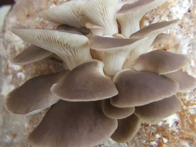 Ciuperci pleurotus