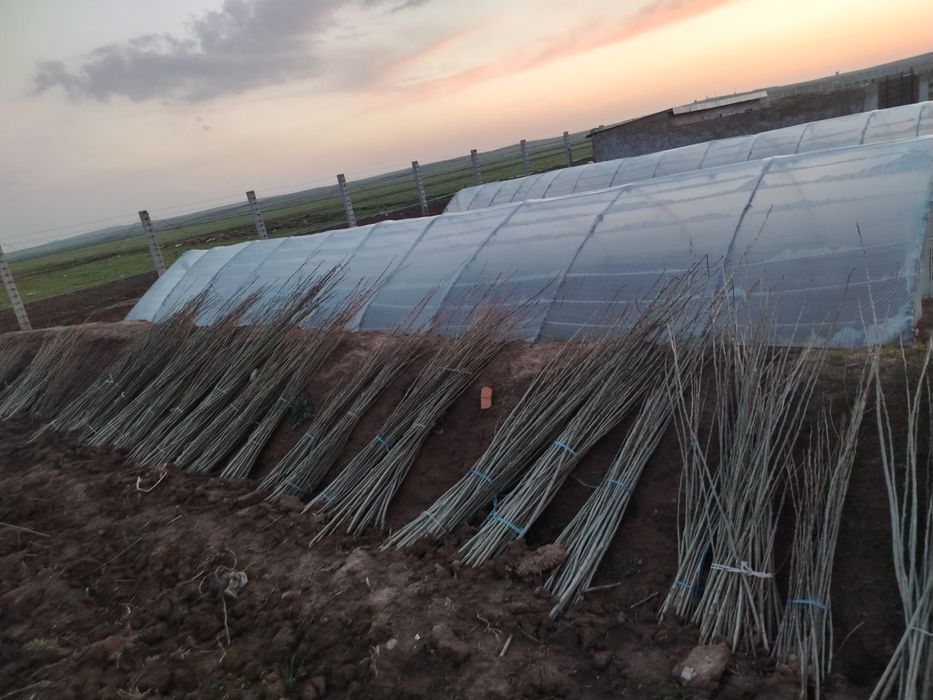 Терак ку́чатлар сотилади