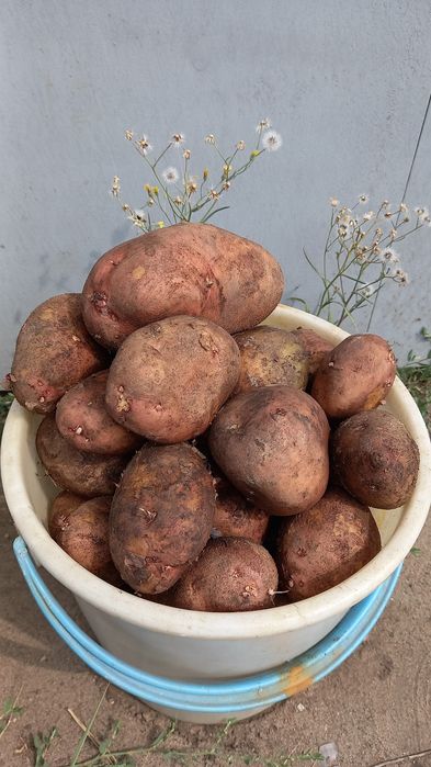 Дачный картофель. Продам