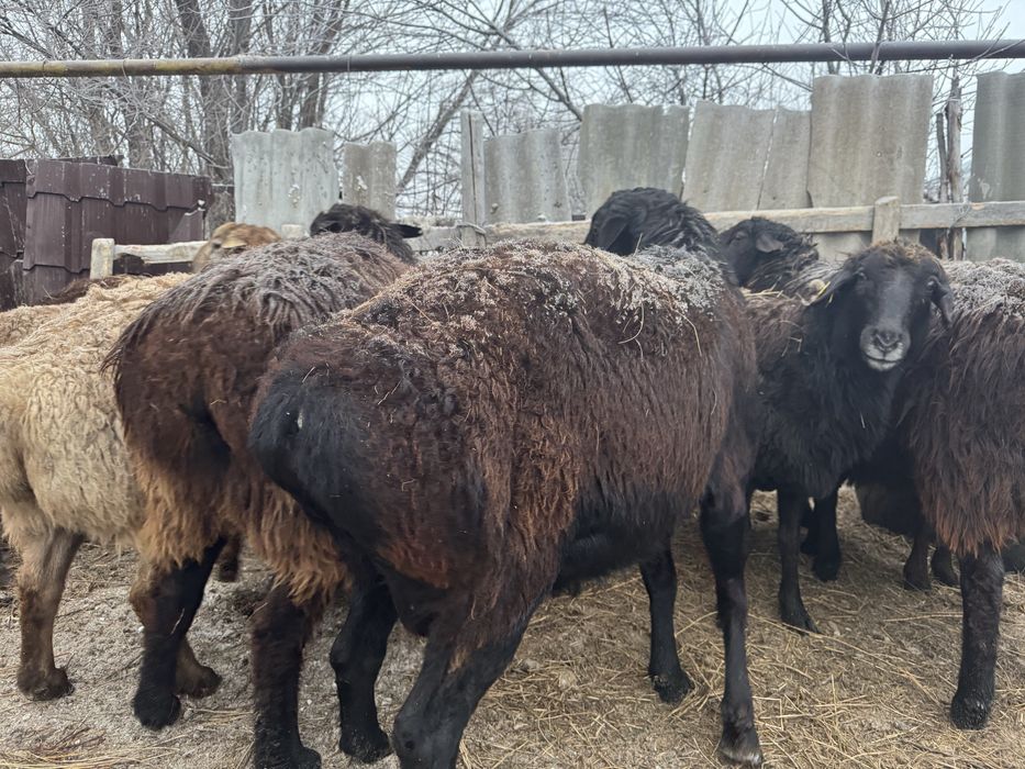 Қошқар баран овцы