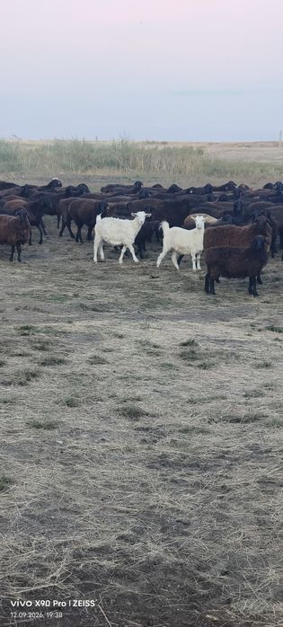 Ешкі сатамын 20 бас ургашы