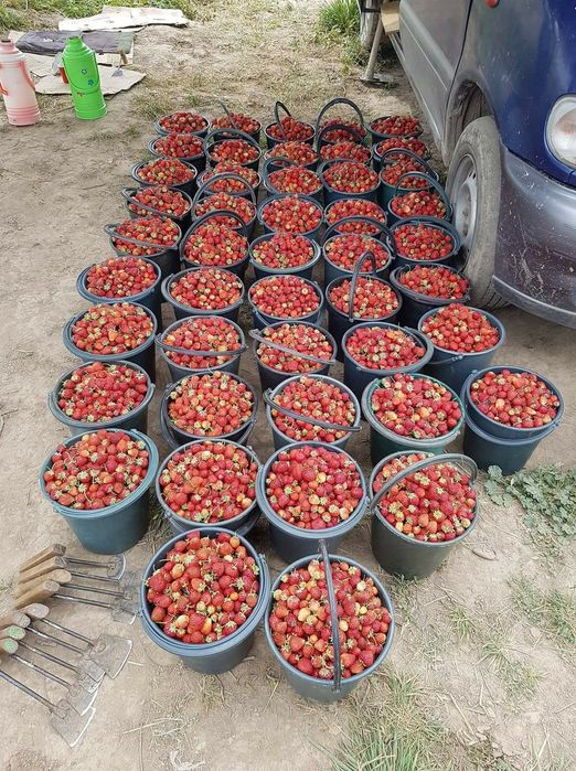 Даланиг кулпинайни бор беремениларга