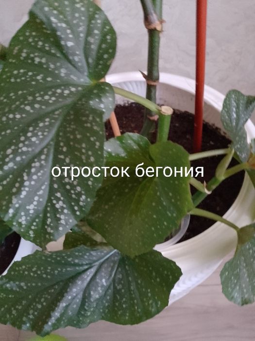 Комнатные растения